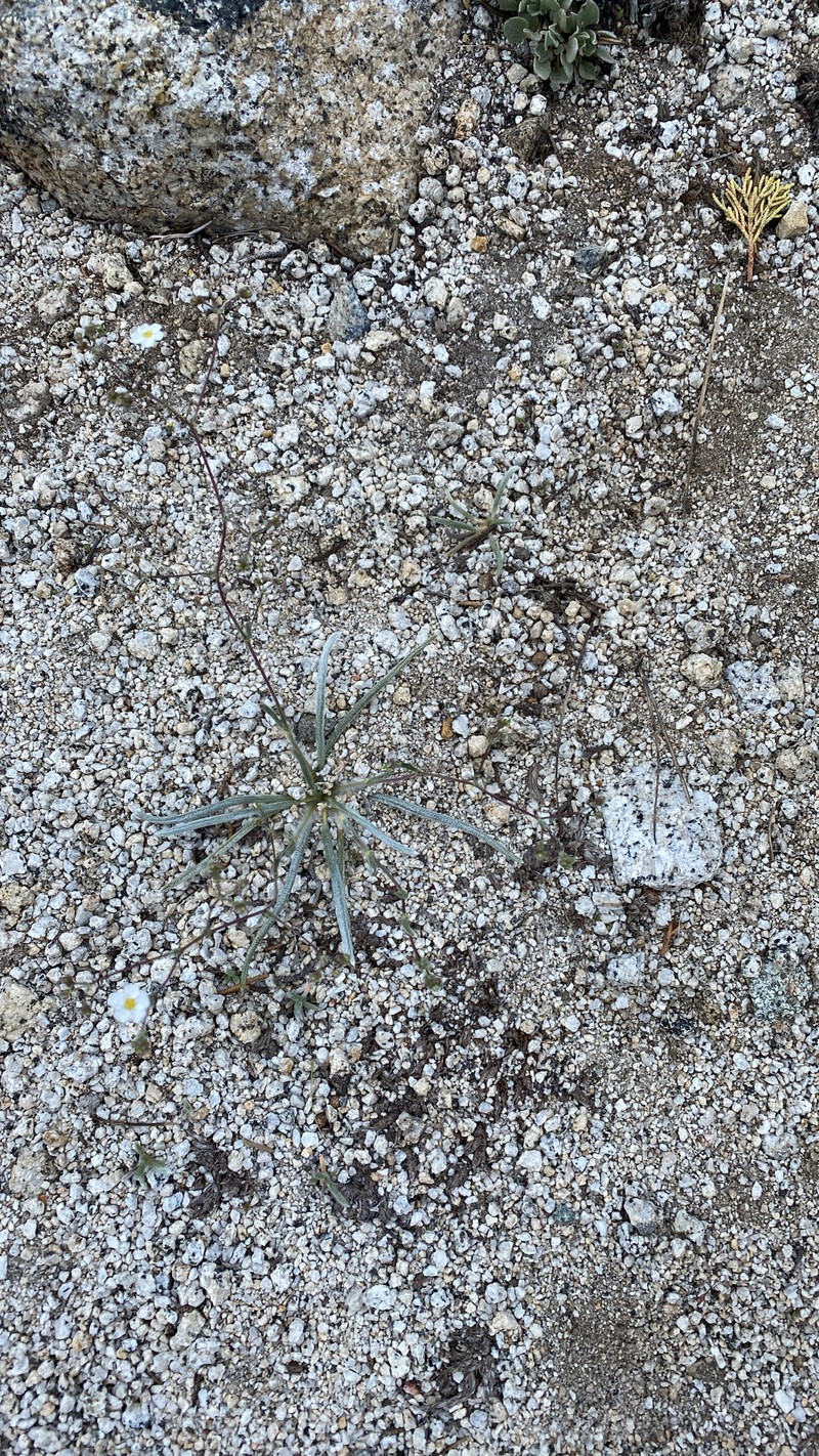 Sierra Mousetail photo 7