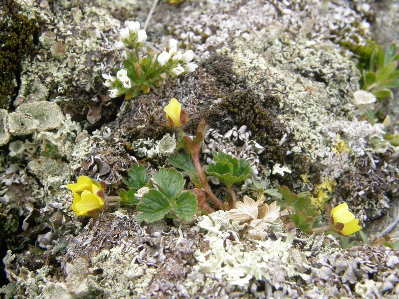 Potentilla saposhnikovii