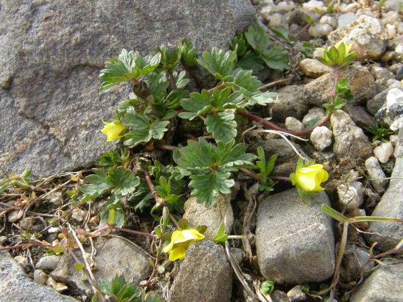 Potentilla saposhnikovii photo 2