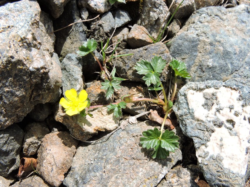 Potentilla saposhnikovii photo 3