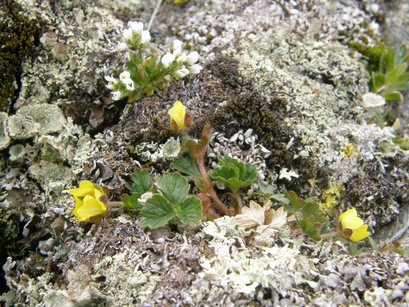 Potentilla saposhnikovii photo 4