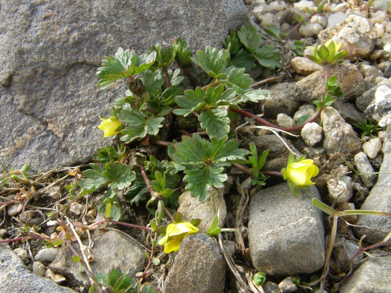 Potentilla saposhnikovii photo 5