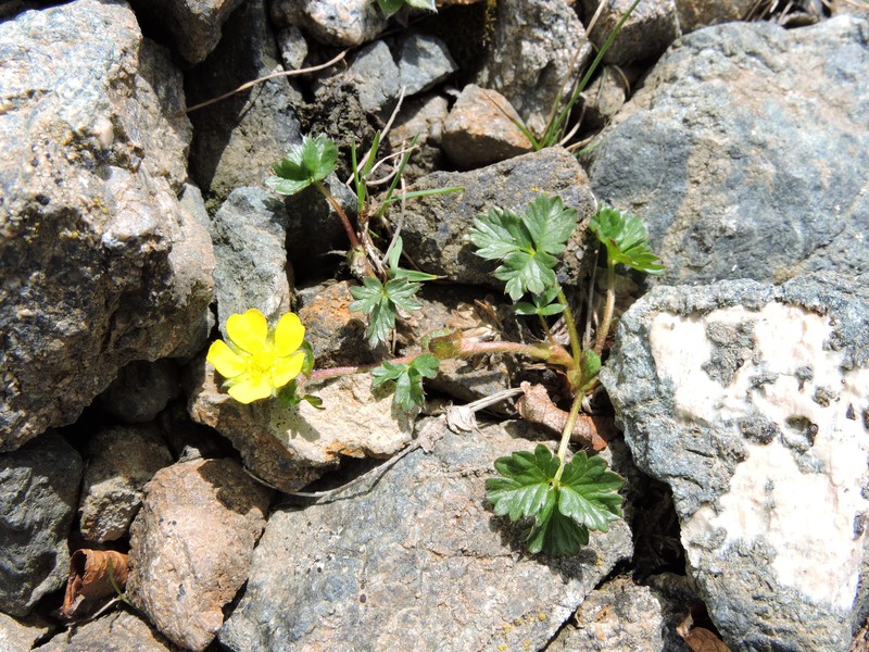 Potentilla saposhnikovii photo 6