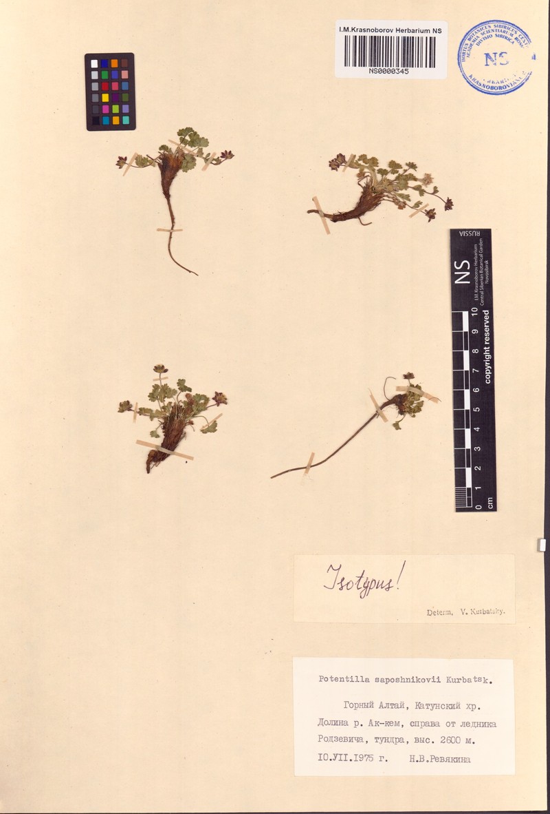 Potentilla saposhnikovii photo 7