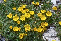 Potentilla saundersiana