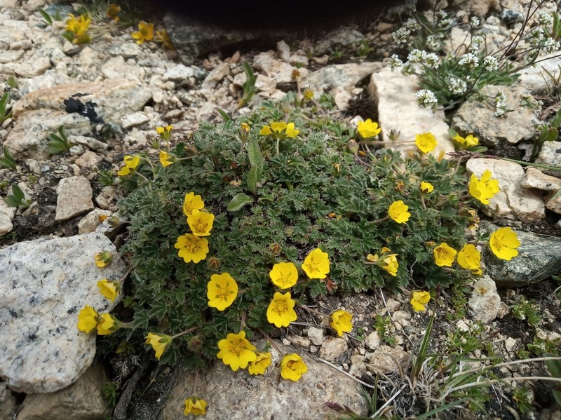 Potentilla saundersiana photo 2