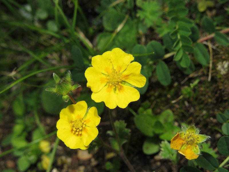 Potentilla saundersiana photo 3