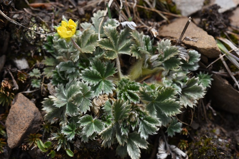 Potentilla saundersiana photo 4