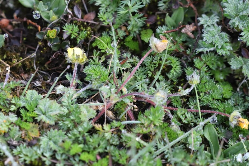 Potentilla saundersiana photo 5