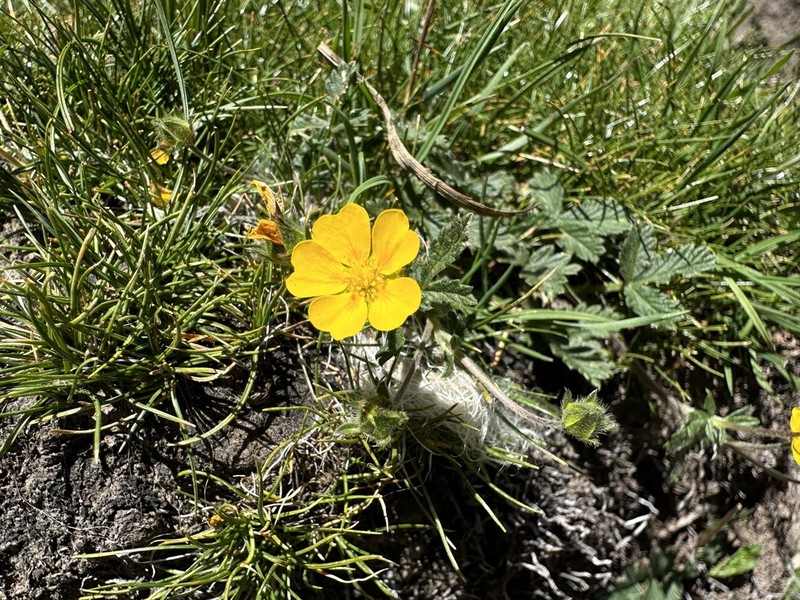 Potentilla saundersiana photo 7