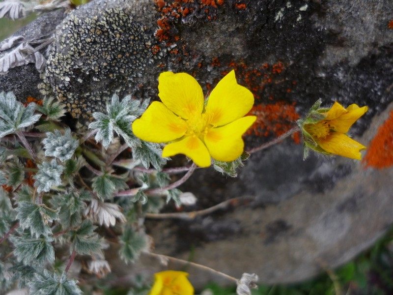 Potentilla saundersiana photo 8