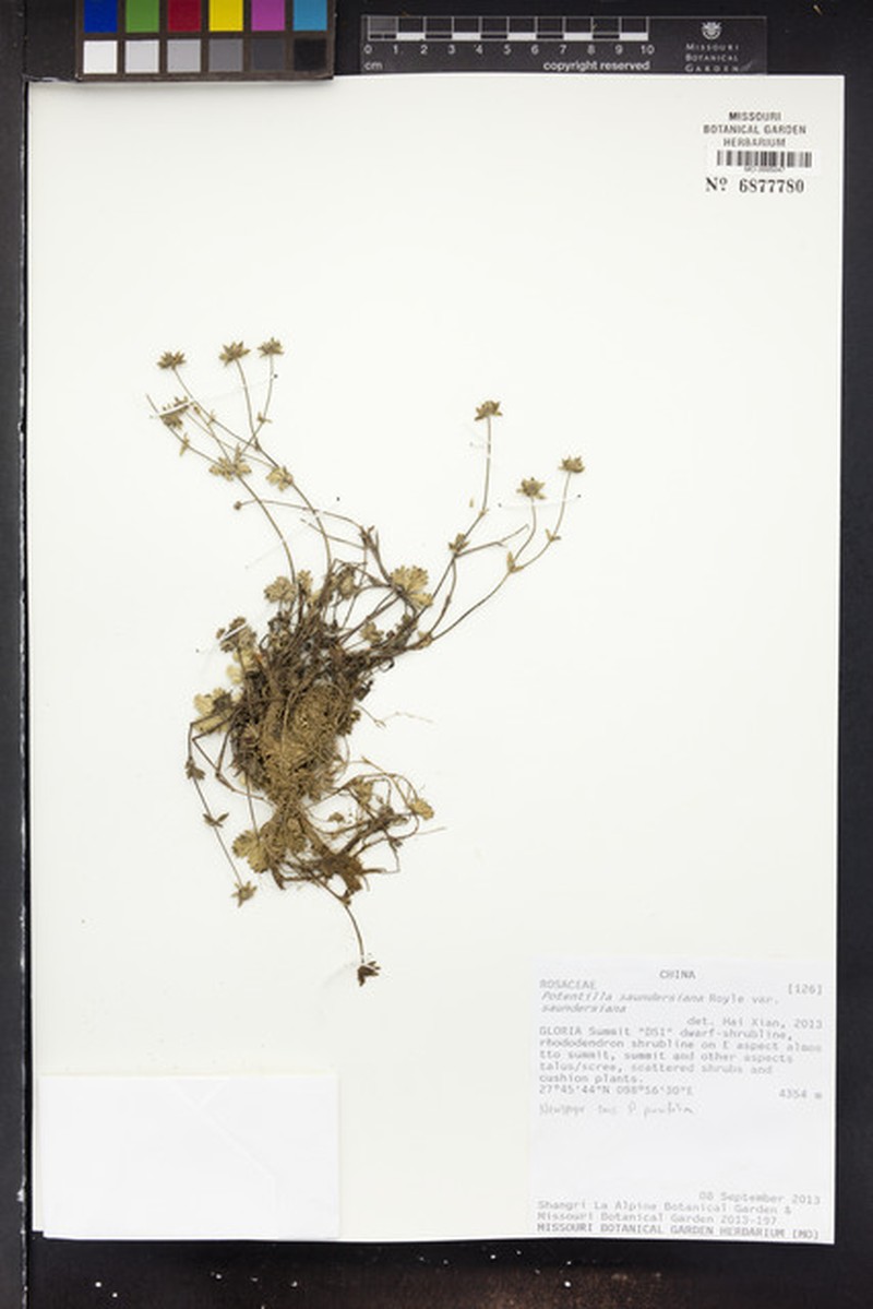 Potentilla saundersiana var. saundersiana