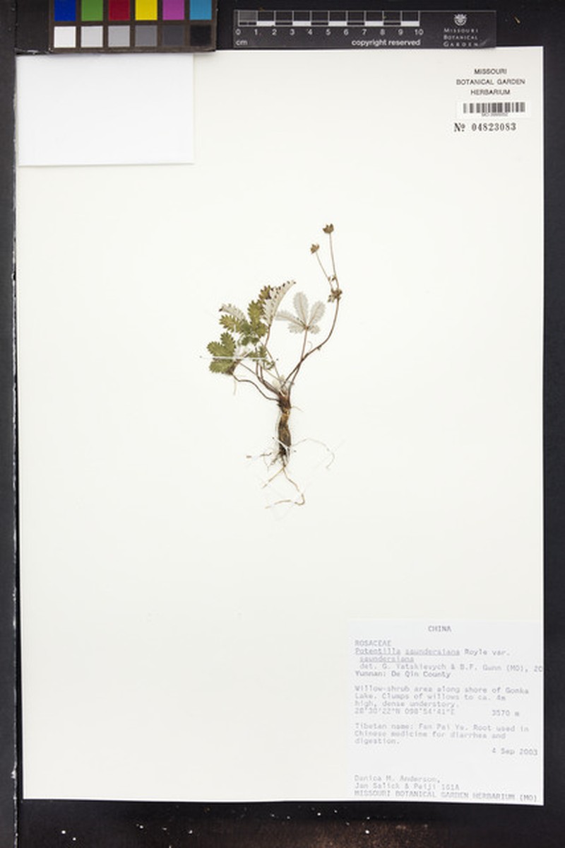 Potentilla saundersiana var. saundersiana photo 2