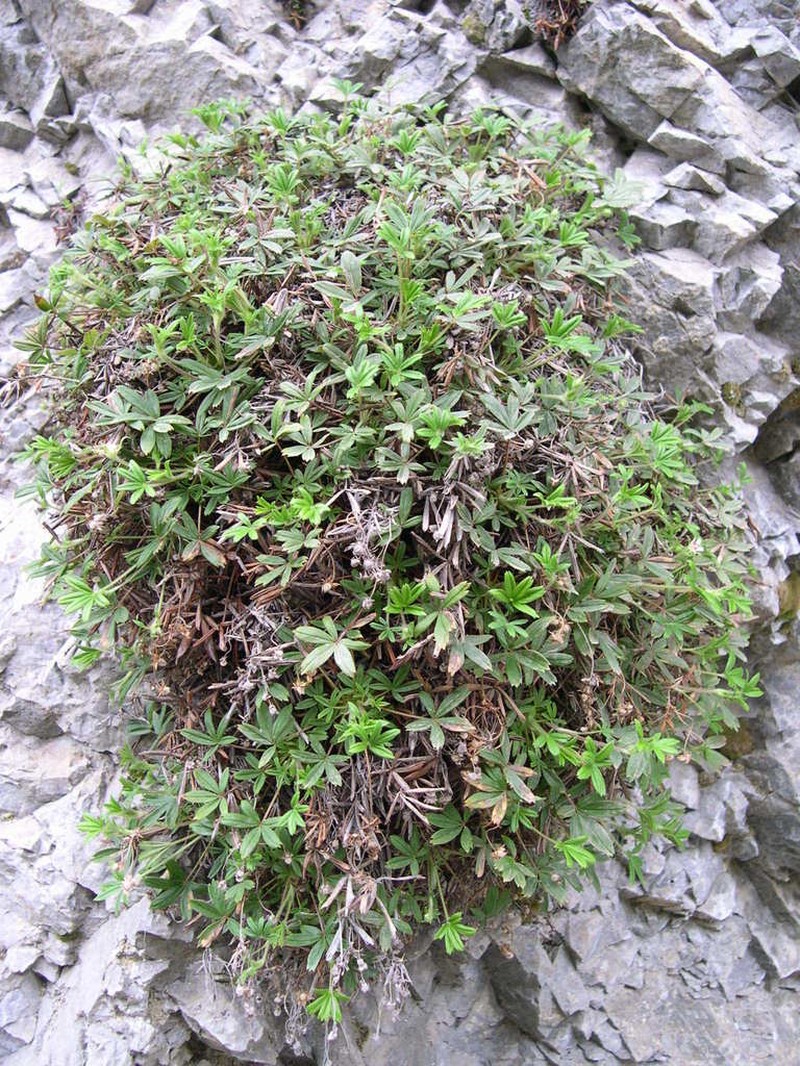 Potentilla saxifraga