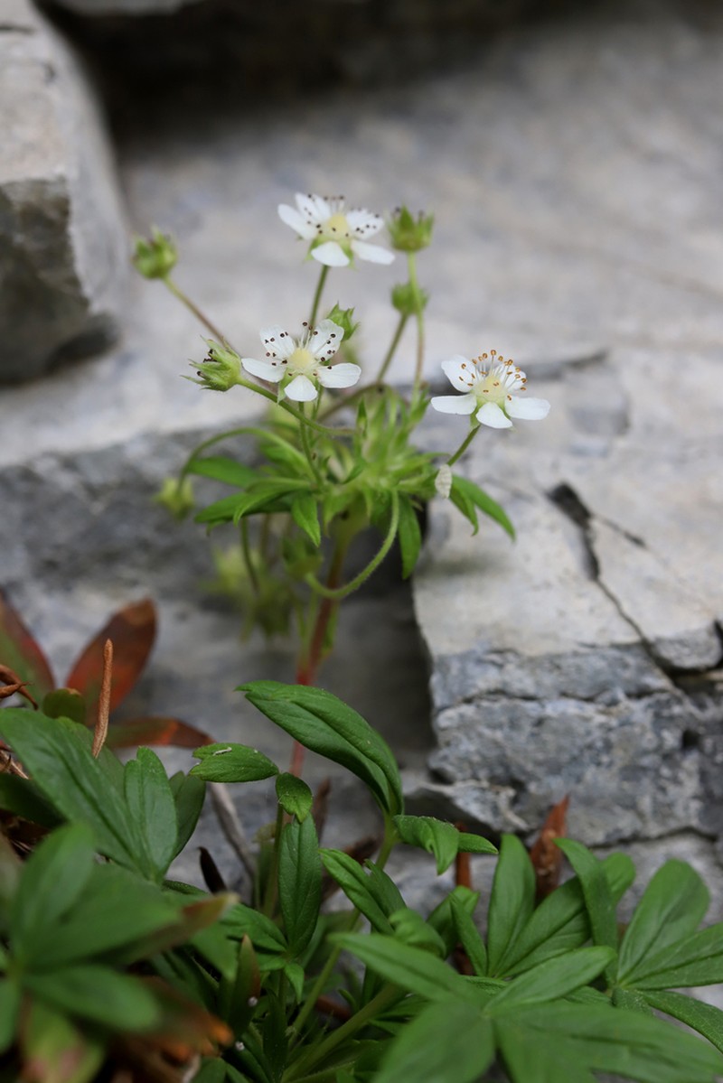 Potentilla saxifraga photo 2