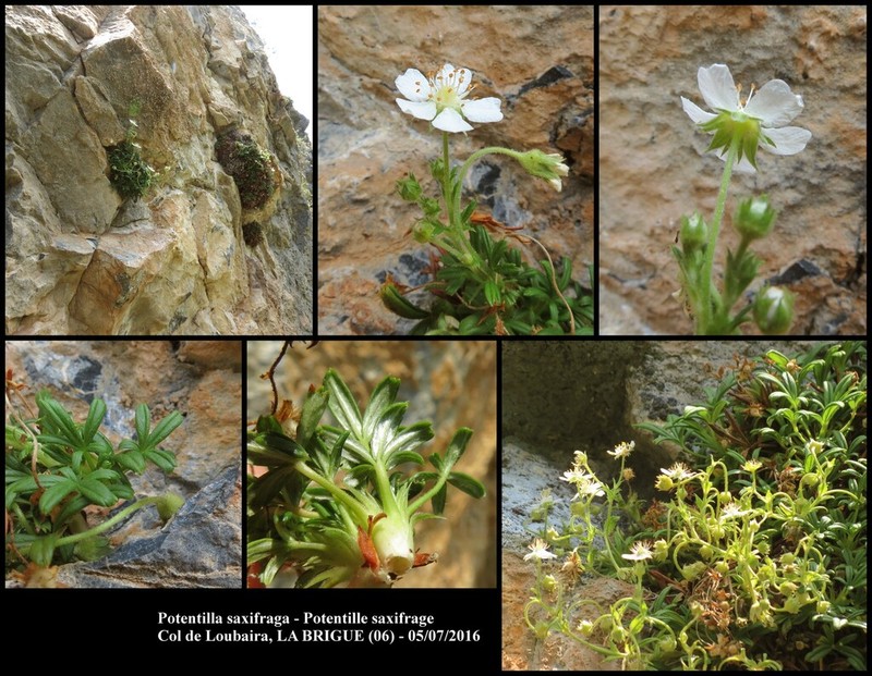 Potentilla saxifraga photo 3
