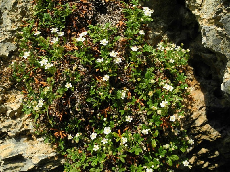 Potentilla saxifraga photo 4