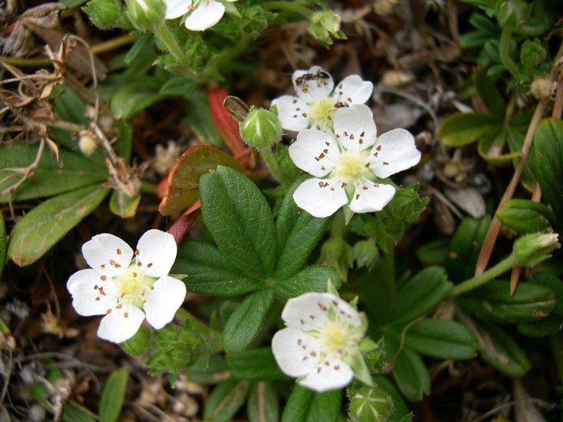 Potentilla saxifraga photo 5