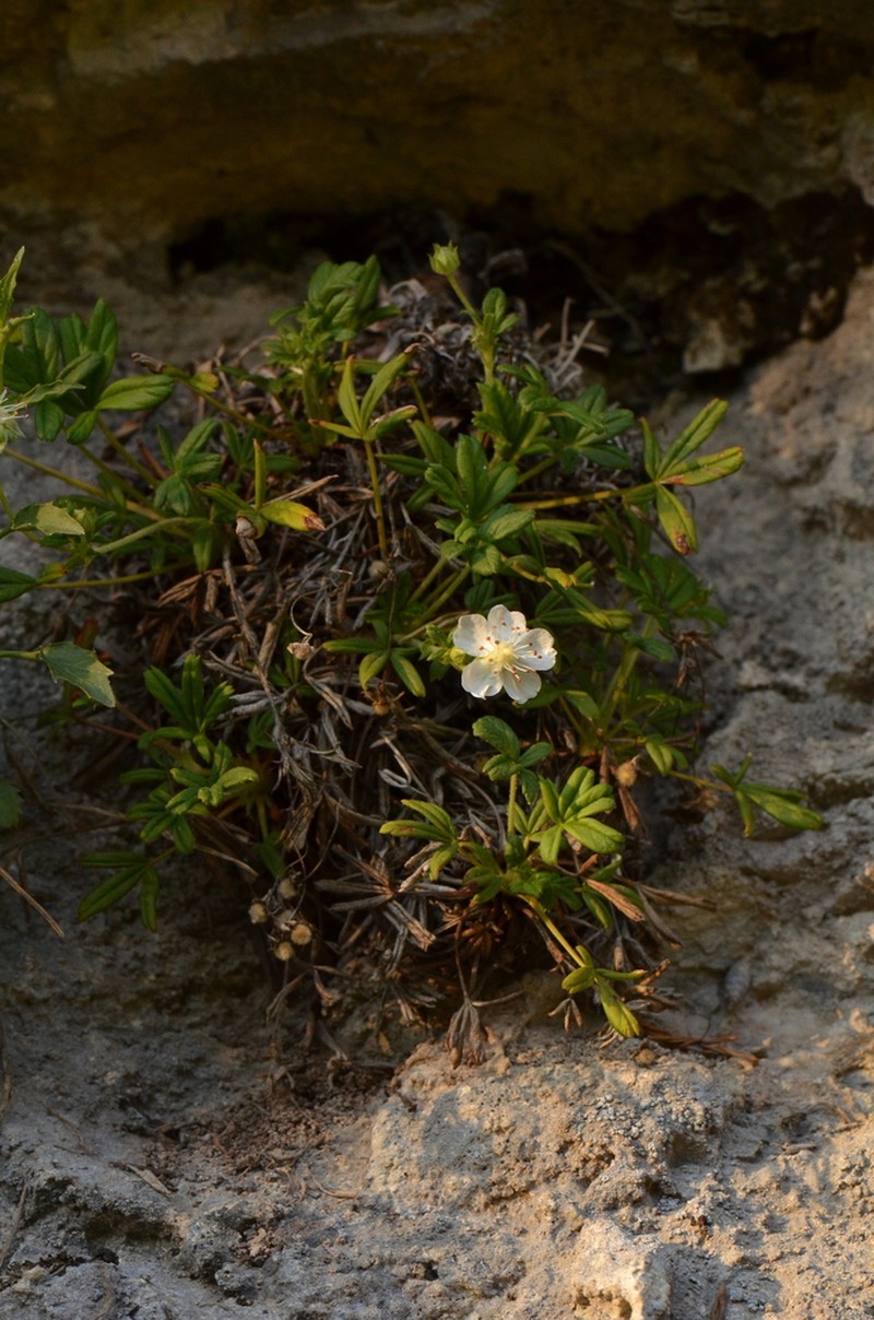 Potentilla saxifraga photo 6