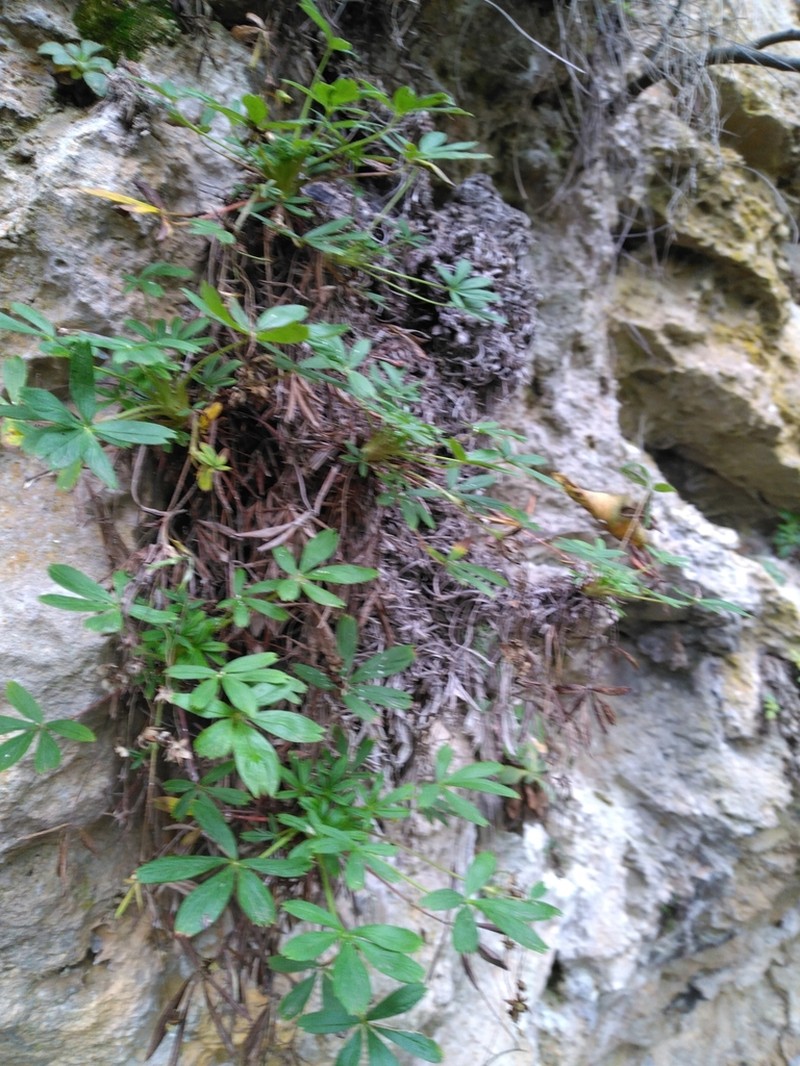 Potentilla saxifraga photo 7