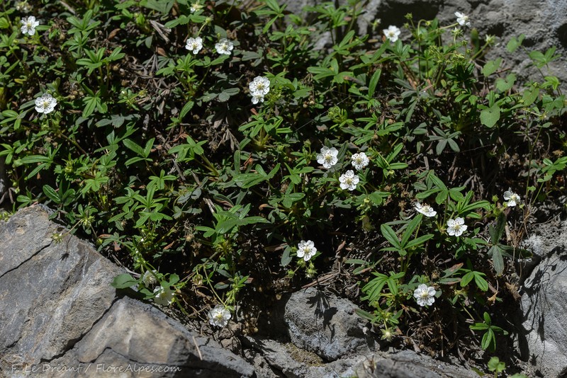 Potentilla saxifraga photo 8