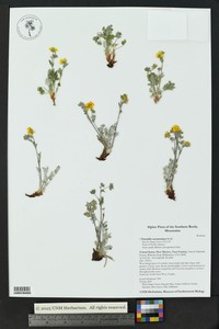Potentilla saximontana