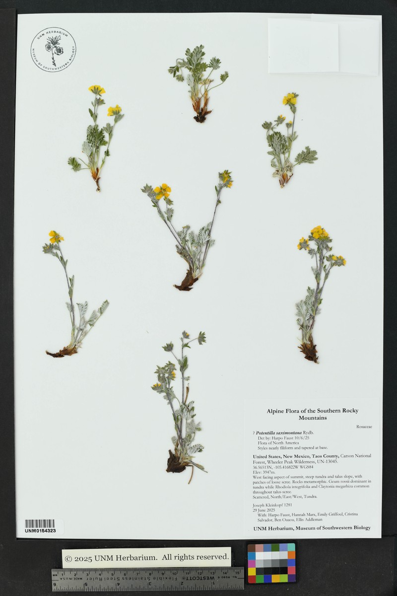 Potentilla saximontana