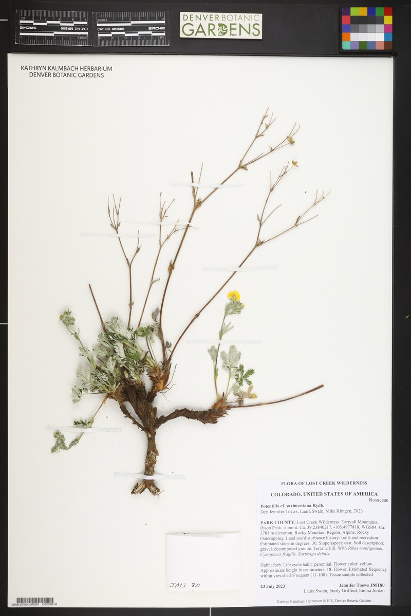 Potentilla saximontana photo 2