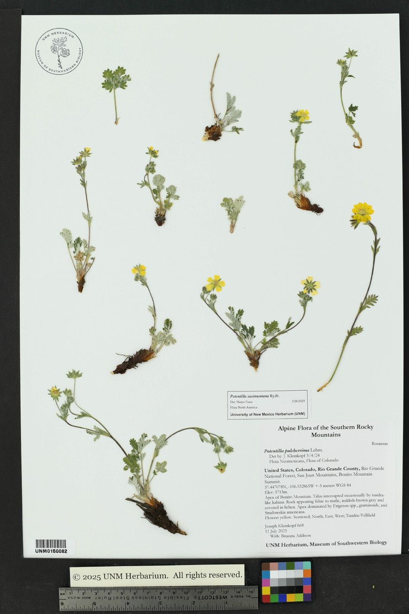 Potentilla saximontana photo 3