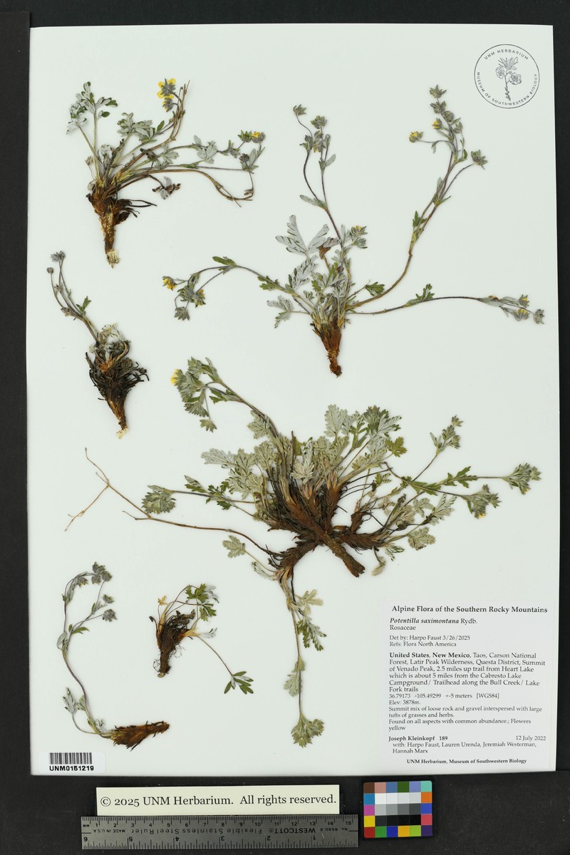 Potentilla saximontana photo 4