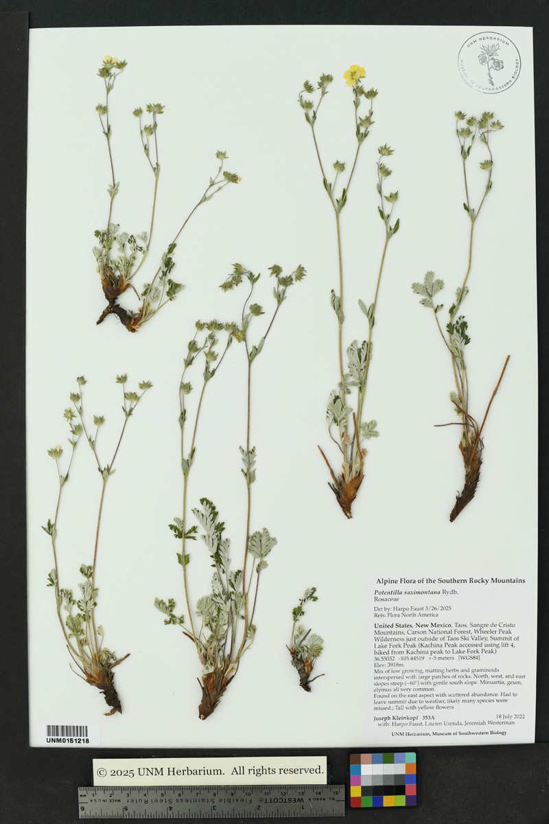 Potentilla saximontana photo 5