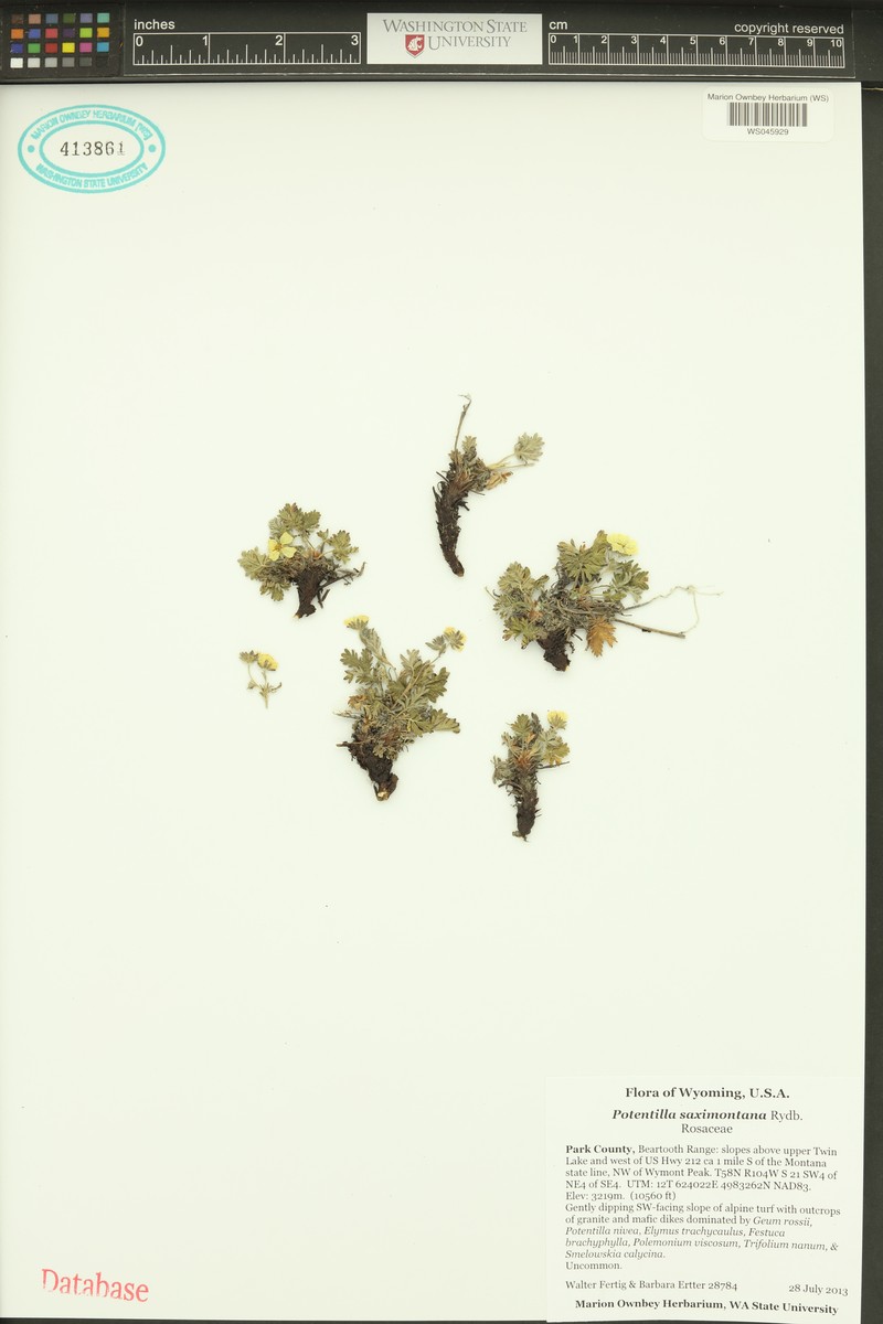 Potentilla saximontana photo 6