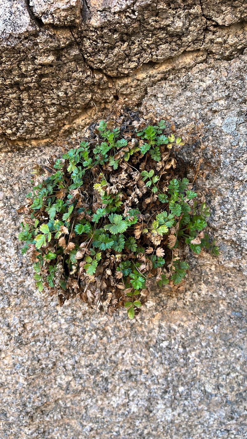 Rock Mousetail