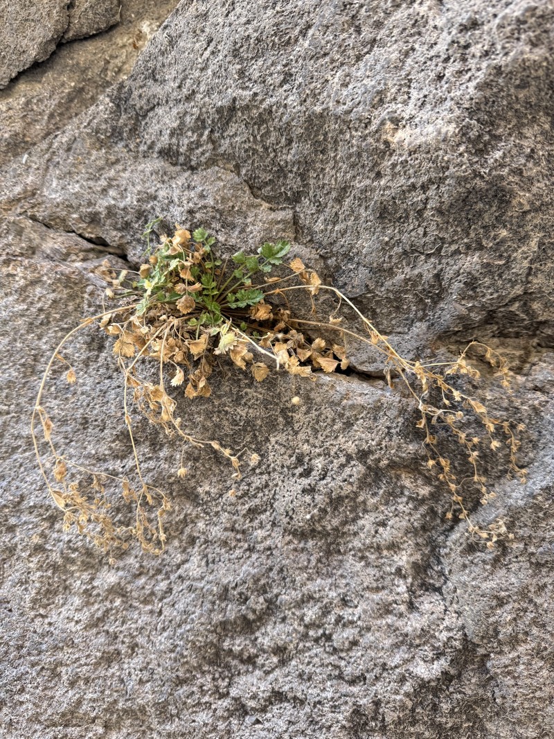 Rock Mousetail photo 2