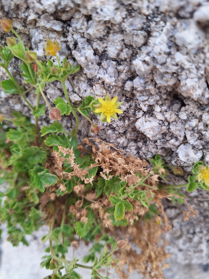 Rock Mousetail photo 4