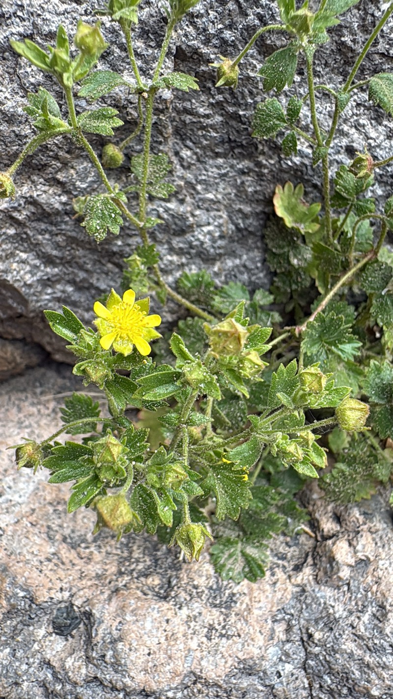 Rock Mousetail photo 5
