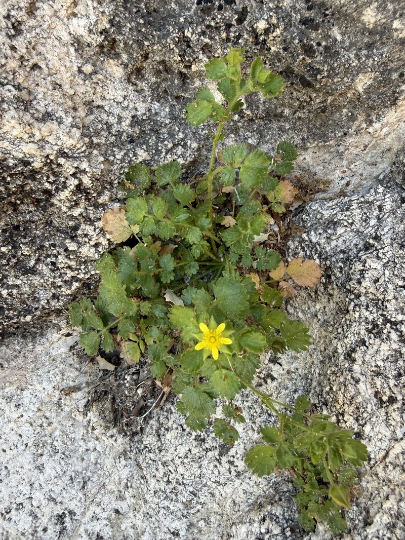 Rock Mousetail photo 6