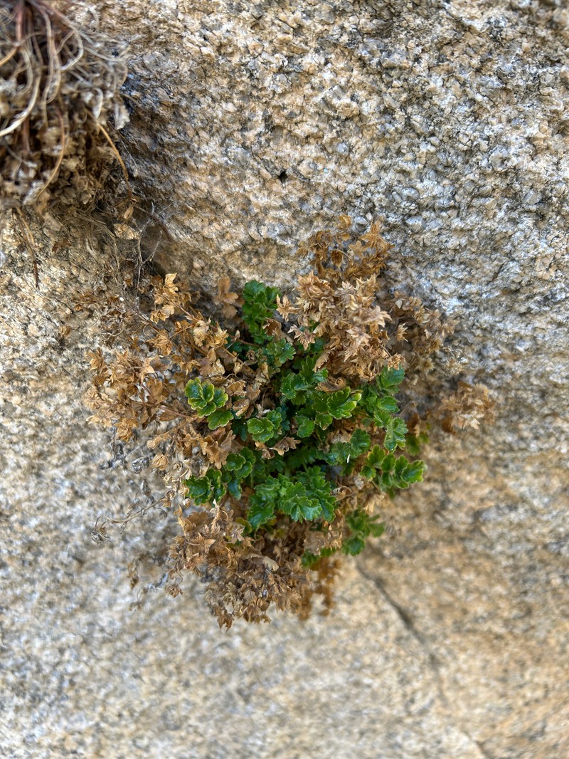 Rock Mousetail photo 8