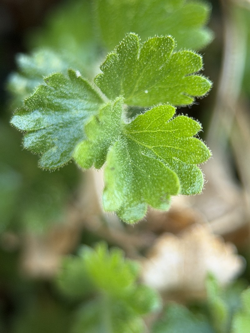 Tapertip Cinquefoil photo 3