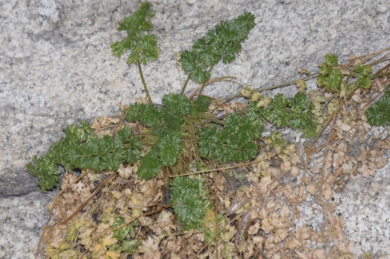 Tapertip Cinquefoil photo 7