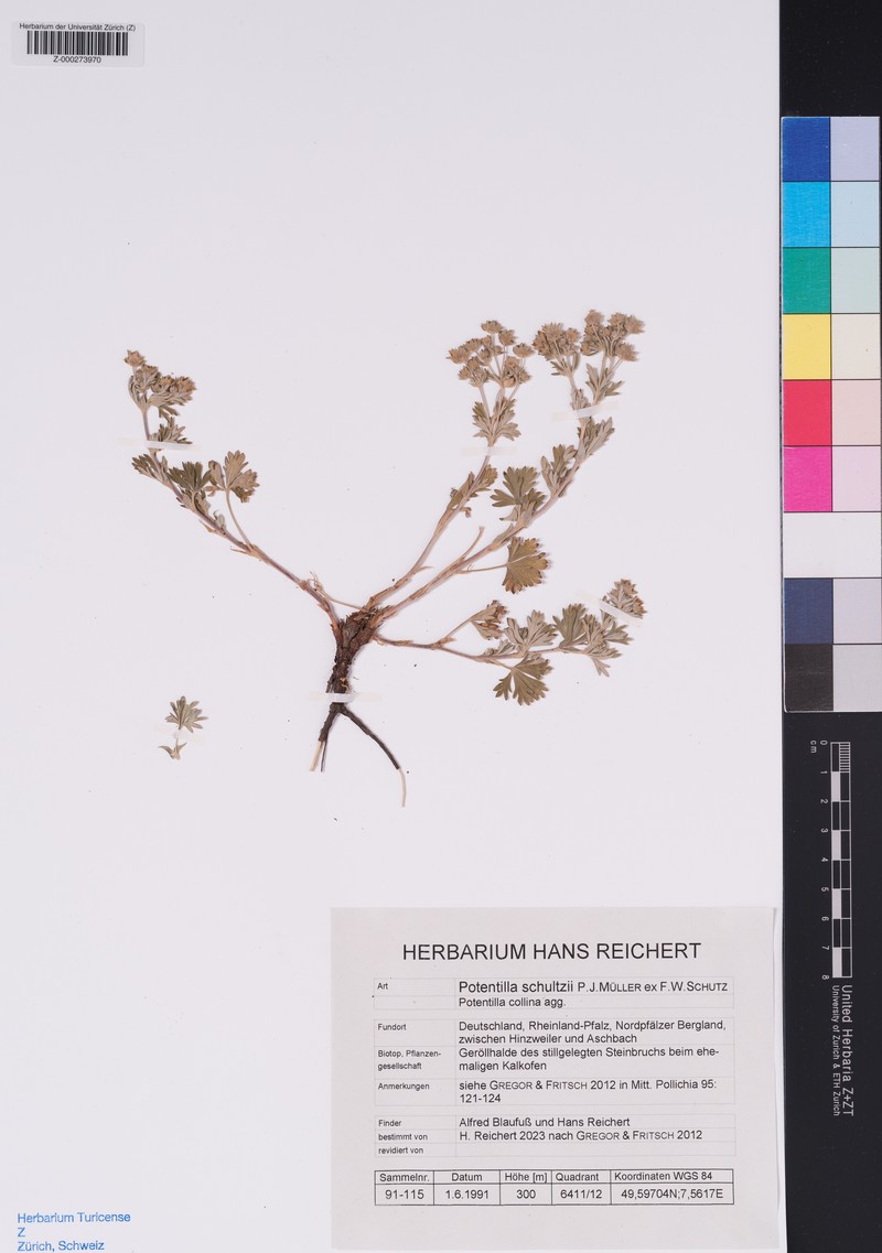 Potentilla schultzii