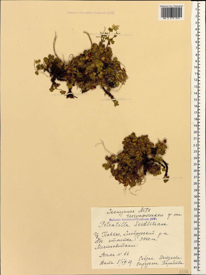 Potentilla seidlitziana