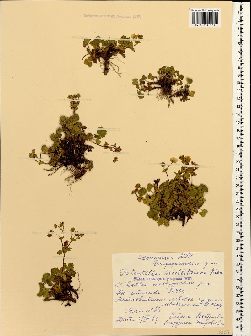 Potentilla seidlitziana photo 2
