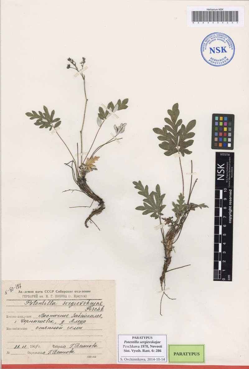 Potentilla sergievskajae