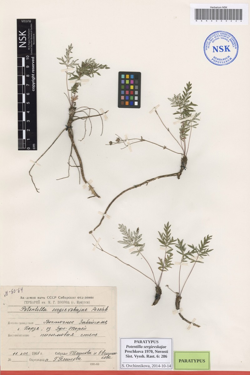 Potentilla sergievskajae photo 2