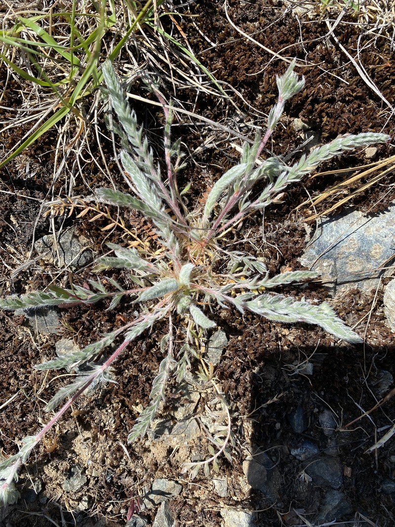 Silky Horkelia