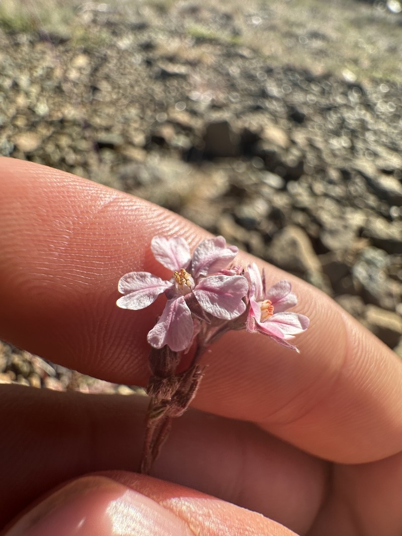 Silky Horkelia photo 3