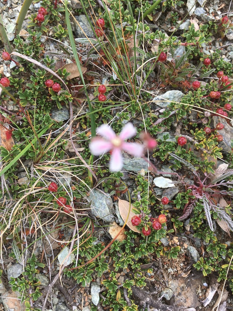 Silky Horkelia photo 8