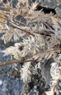 Potentilla sericea