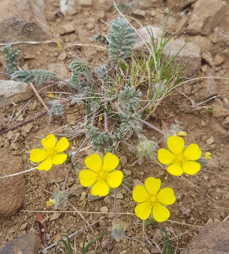Potentilla sericea photo 2